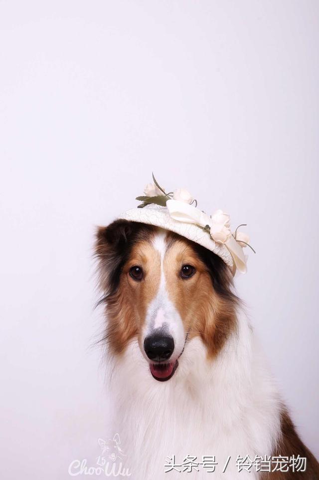 牧羊犬在线论坛 牧羊犬在线论坛