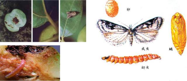 杏树栽培技术｜杏树主要病虫害及防治1