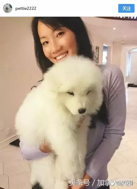 小白熊犬