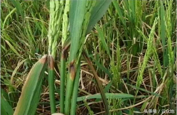 氯溴异氰尿酸能防治多种水稻病害，但要注意施用的混配方法！