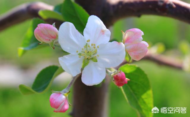 苹果树一年打几次药比较好，需要打什么农药，什么时候喷药好？2