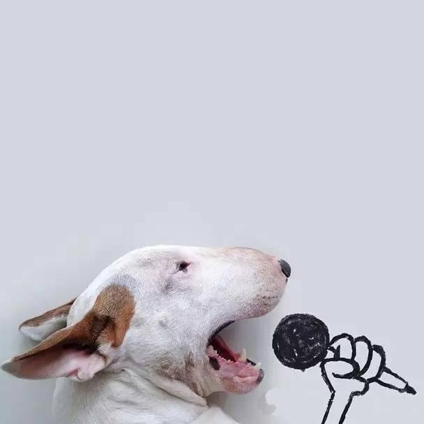 狗狗头像高清霸气(高级又沙雕的狗狗头像)