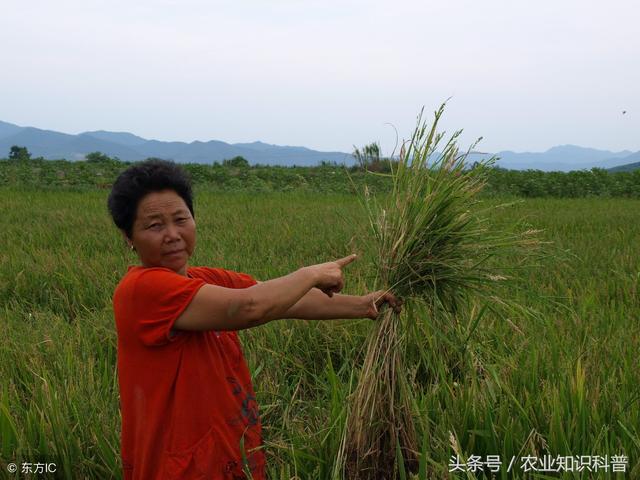 除草剂药害要小心，给你份最全的不同种类除草剂药害解毒方法！3