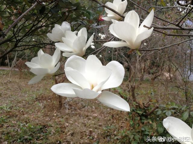 白兰花花语