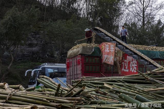 竹木多功能破碎机
