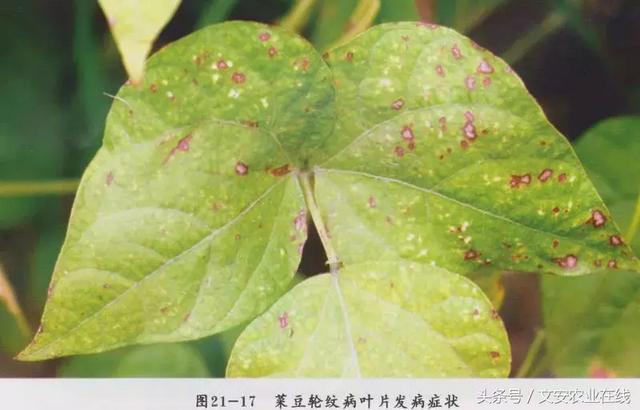 芸豆（菜豆）16种病虫害图谱来了！18