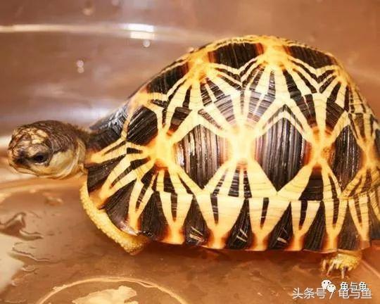 龟的种类