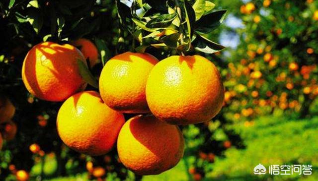 果农问：柑橘树上什么肥料好？3