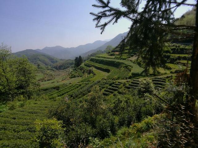 淳安茶产业规划