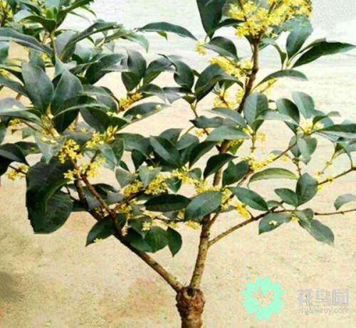 桂花有多少种 桂花有多少种（桂花有多少种品种） 生活