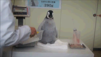 力太大gif(18p):妹子们，不好意思又戳到你们的痛处了