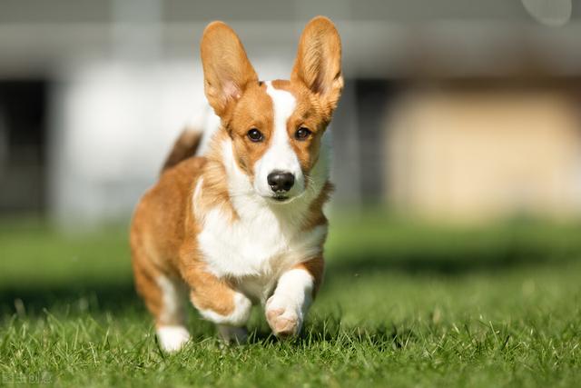 柯基犬图片 柯基犬图片（柯基犬图片电脑壁纸） 动物