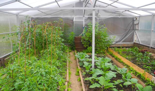温室白粉虱——温室大棚蔬菜种植常见害虫之一，附农药杀虫方法
