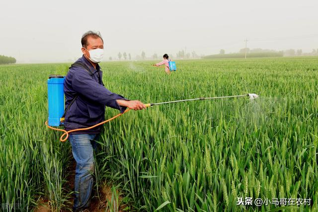 防治小麦蚜虫的3个药，效果都不错但都有优缺点，很多人还不清楚10