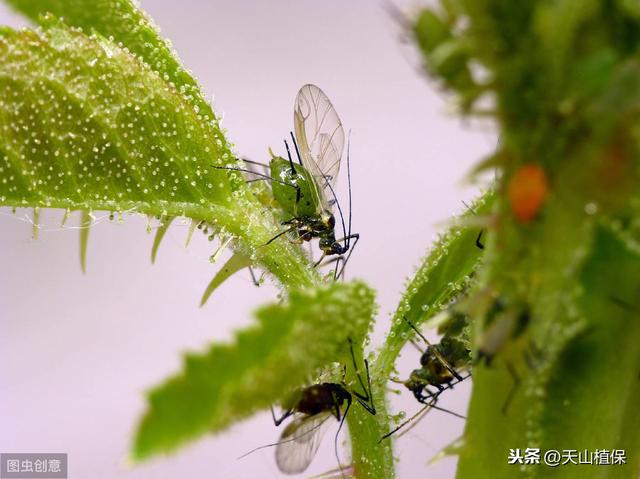 棉花蚜虫的危害及防治方法
