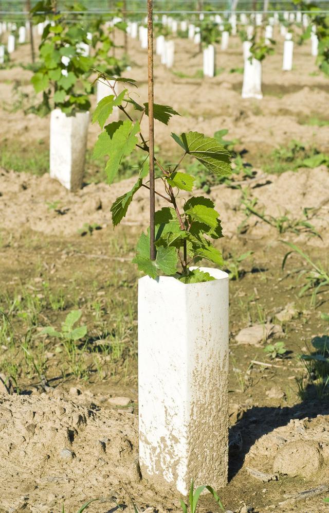 葡萄种植技术大全