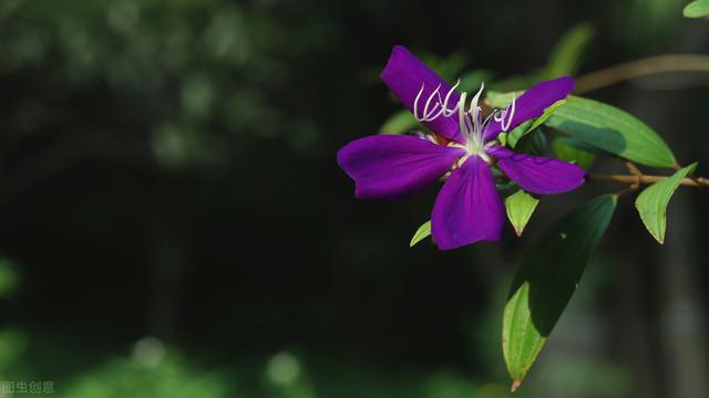 野牡丹