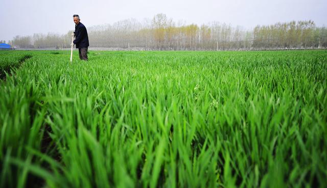 什么时候不能喷芸苔素 使用注意事项 浓度