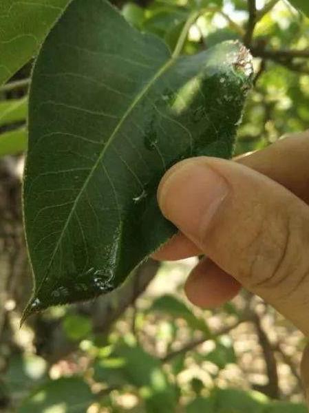 梨木虱防不住？看了这篇文章你就知道怎么用药效果好