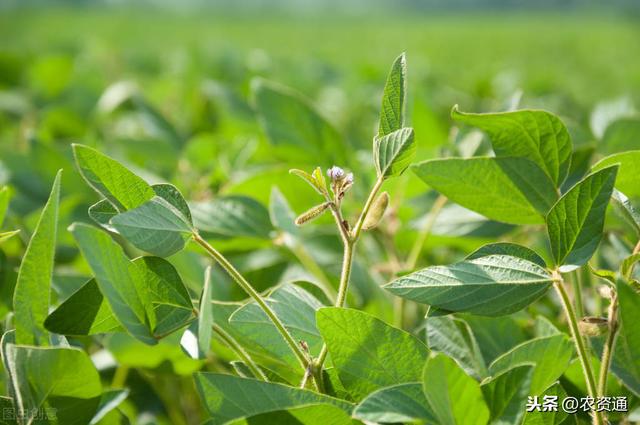 大豆开花结荚期，农民喷2次这种肥，每亩多花5块钱，平均增产30%3