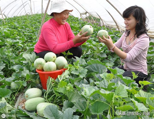 甜瓜缺硼危害大！这些甜瓜缺硼的原因和防治方法，你都知道吗？8