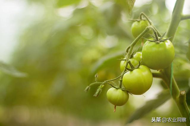 温室番茄种植生产中常见的5种生理性病害及其防治措施分析