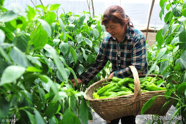 辣椒开花坐果困难、经常落花落果的原因有哪些？有哪些防治方法？2