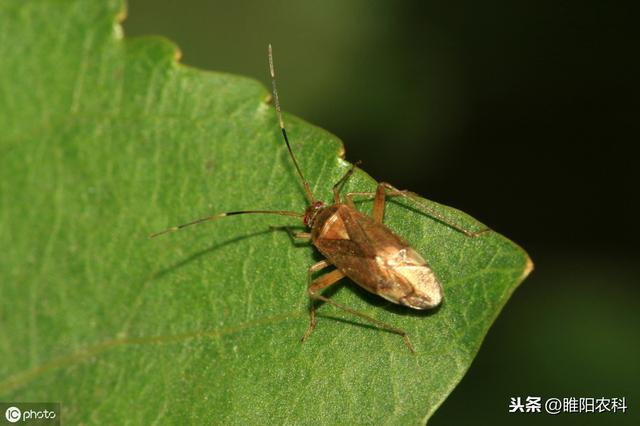 这个药专杀最难治的绿盲蝽、介壳虫、烟粉虱等害虫，喷一次管半月