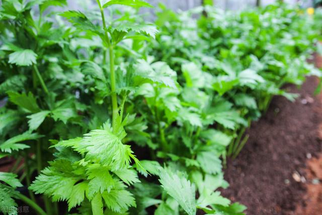 8月下旬，芹菜叶片上有斑点，不要盲目用药，先辨别病害，再防治5