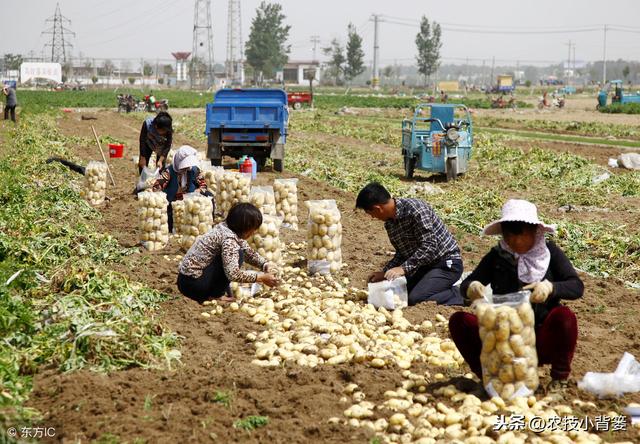 马铃薯出苗慢、出苗不齐、苗势弱，什么原因？如何防治？14