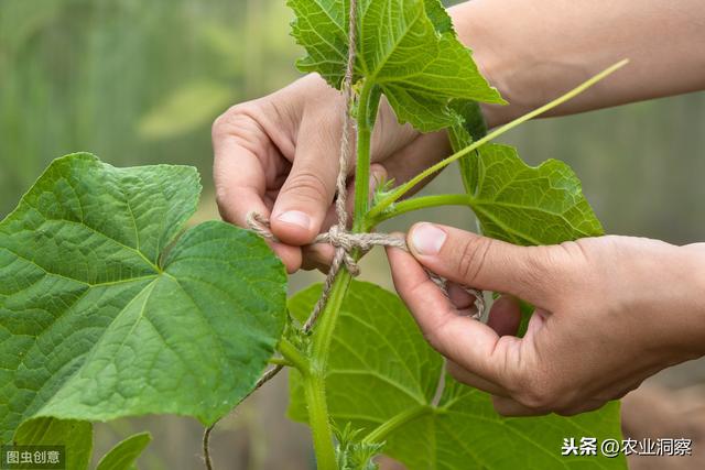 黄瓜种植生产中常见3种虫害为害状、习性以及防治方法分析2