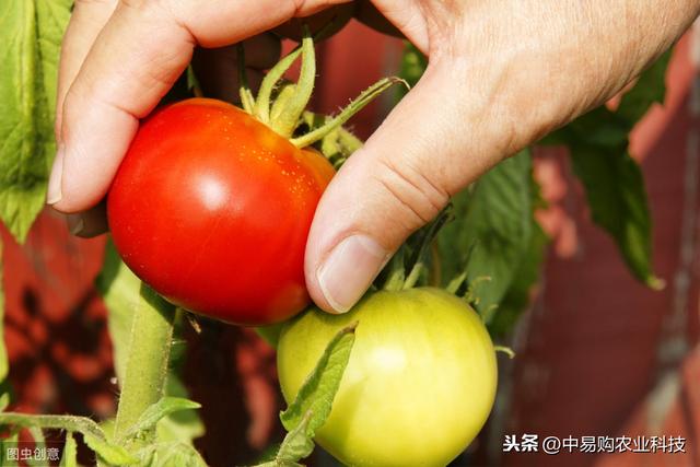 这个生物农药真菌、细菌通杀，高效又安全——中生菌素