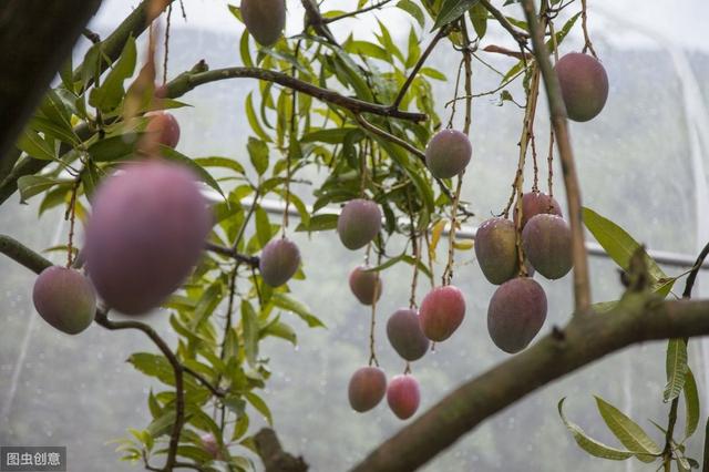 芒果高产无公害栽培技术，掌握科学知识要点，提高农民增收增产6