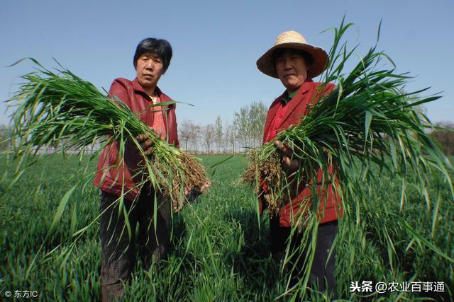 小麦的杀手——节节麦！到底该如何根除？这是最后一次机会了！4