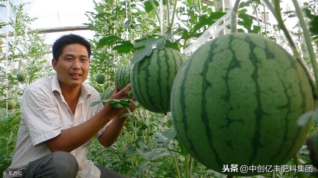 西瓜叶片发黄的原因及防治方法3