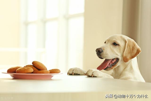 犬瘟热后遗症 犬瘟热后遗症（犬瘟热后期治疗方法） 动物