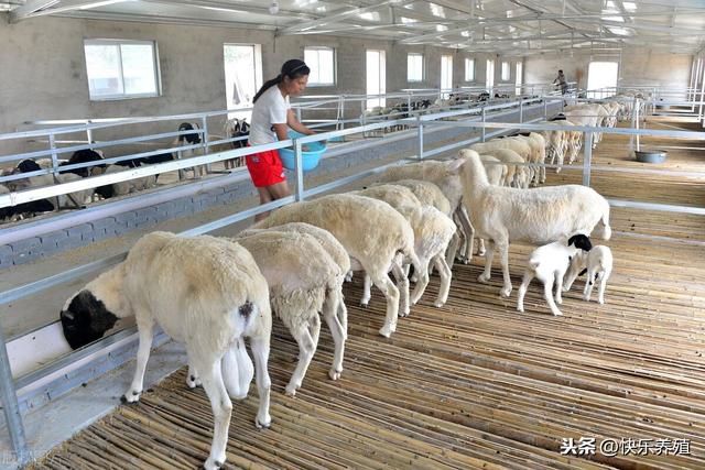 羊养殖，养羊技术及羊的养殖方法？