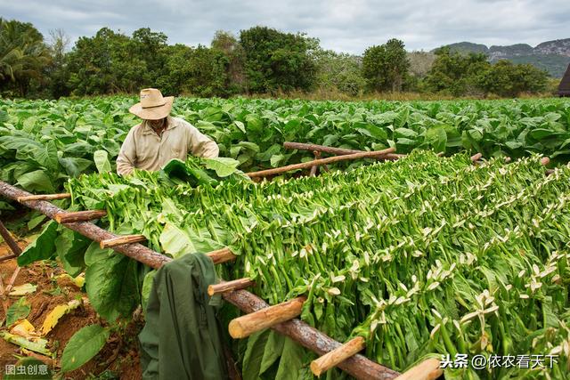 吸烟有害健康！仅从种植角度谈一下烟草灭绝性病害—烟草霜霉病6