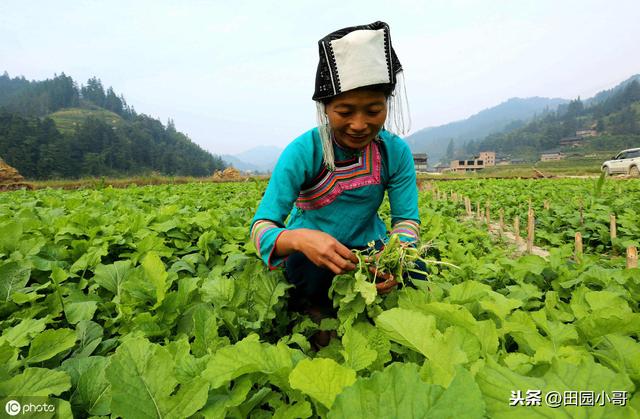 低温高湿，油菜白秆病卷土重来，提前预防科学管控保丰产13