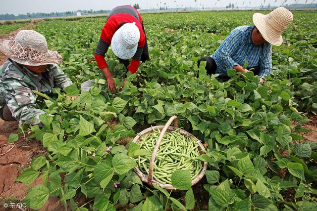 农民种植四季豆，在后期采取这种方法，菜豆多结荚，产量高4