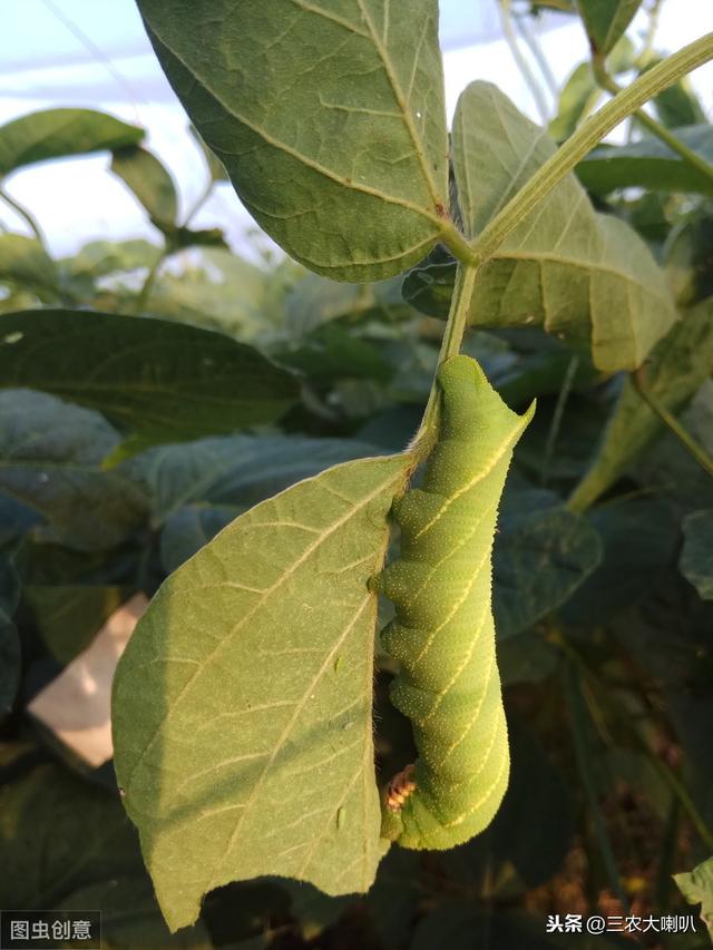 大豆上的这种害虫，城里人当成宝贝似的抢着吃！有啥好的？2