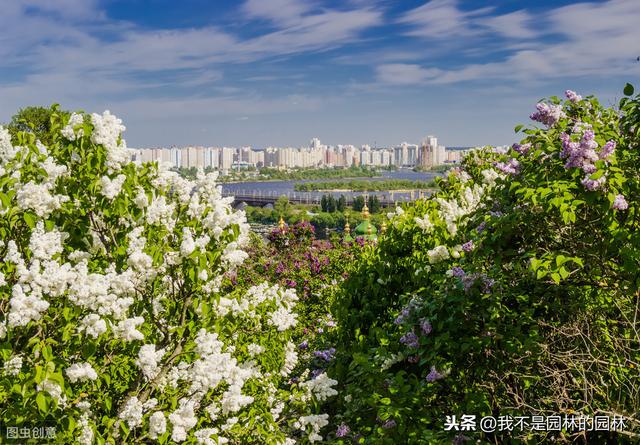 暴马丁香 暴马丁香（暴马丁香桑黄） 生活