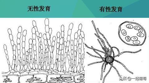 解读一下葡萄白粉病5