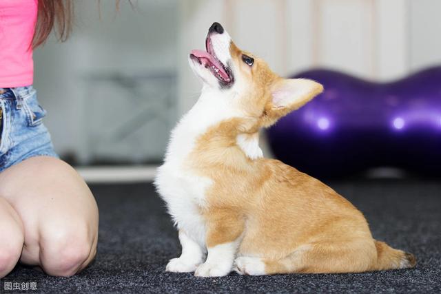 柯基犬怎么训练