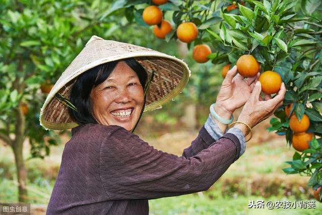 9月柑橘要严防落果和裂果，重点调控好秋稍，还要防治病虫害8