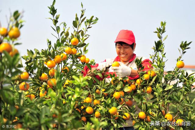 柑橘红蜘蛛危害重、防治难，用好这些方法，春季防治最关键！10