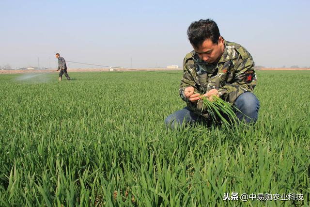 苏云金杆菌了解这些，杀虫只需几分钟！持效期达20天以上2