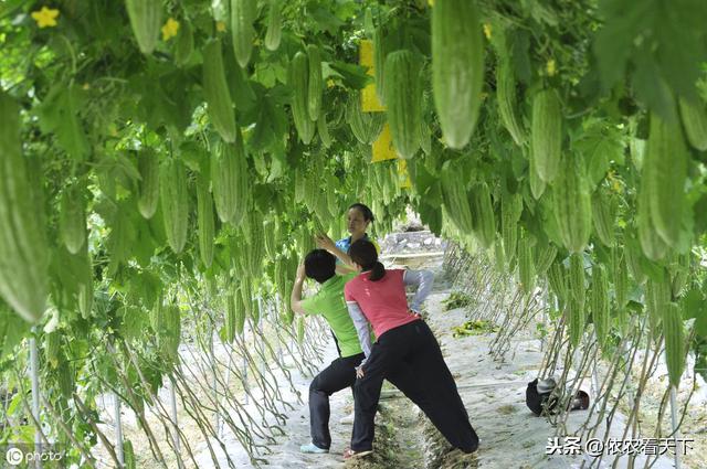 苦瓜瓜实蝇危害大，喷药难防、减产烂瓜，做到这些才能彻底防治它7