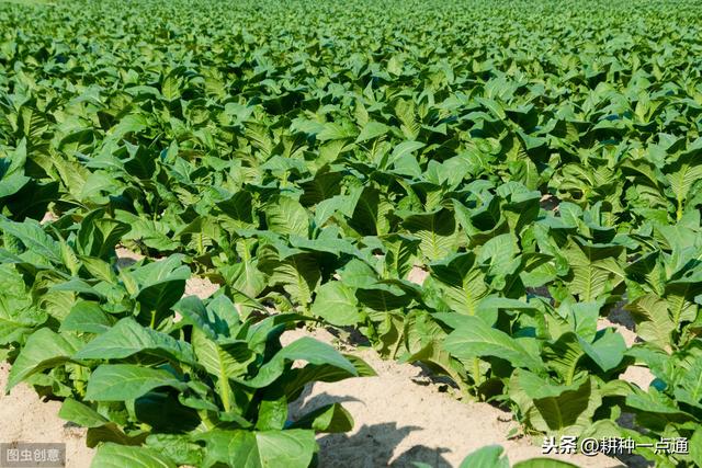 几种除草剂对烟田杂草的防除效果6