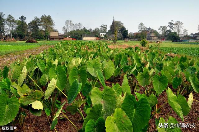 长汀香芋种植技术及病虫害防控，简单实用又简单，经验老农来支招6